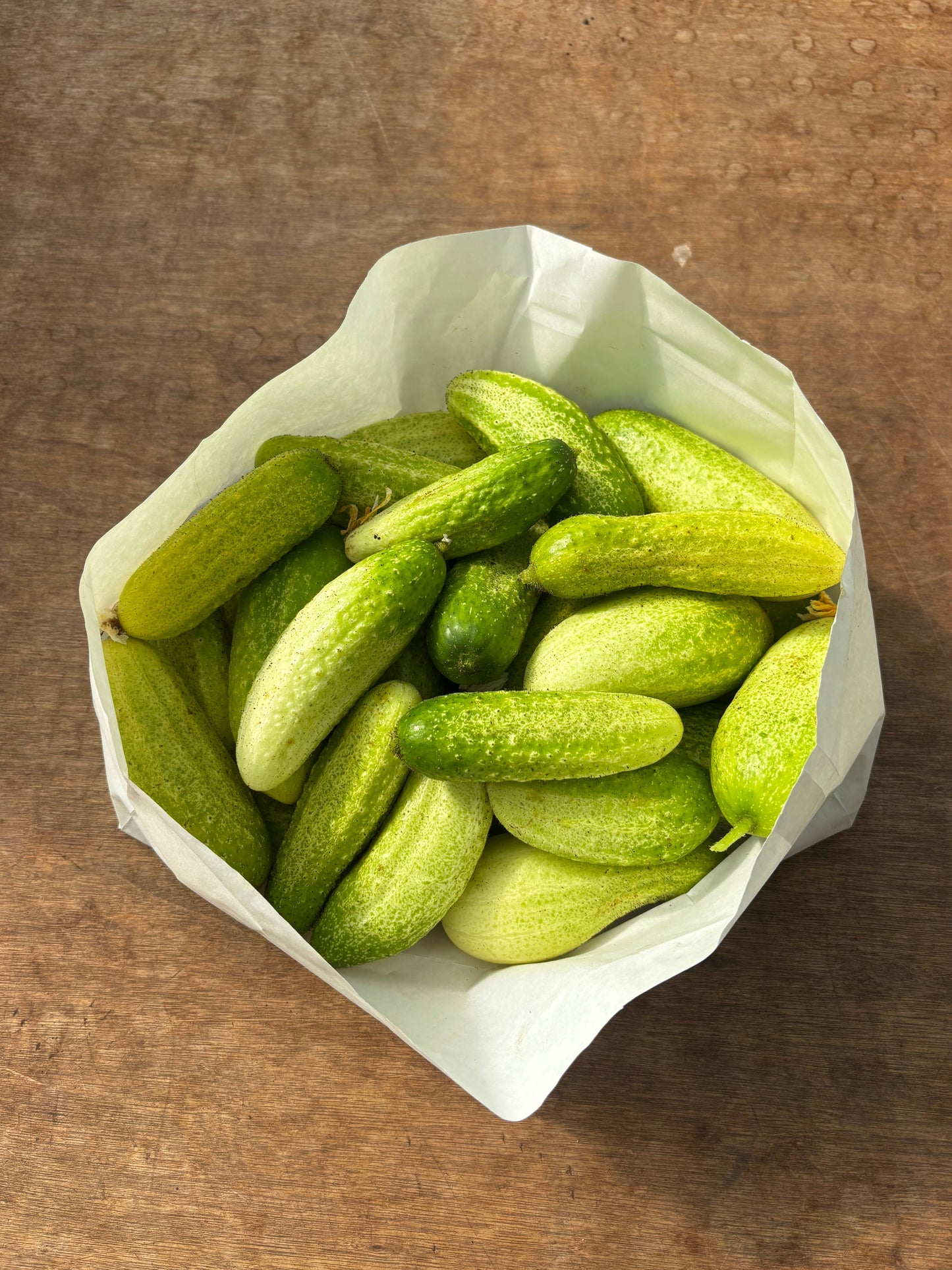 Gherkins – 3kg Bag (Perfect for Pickling!)