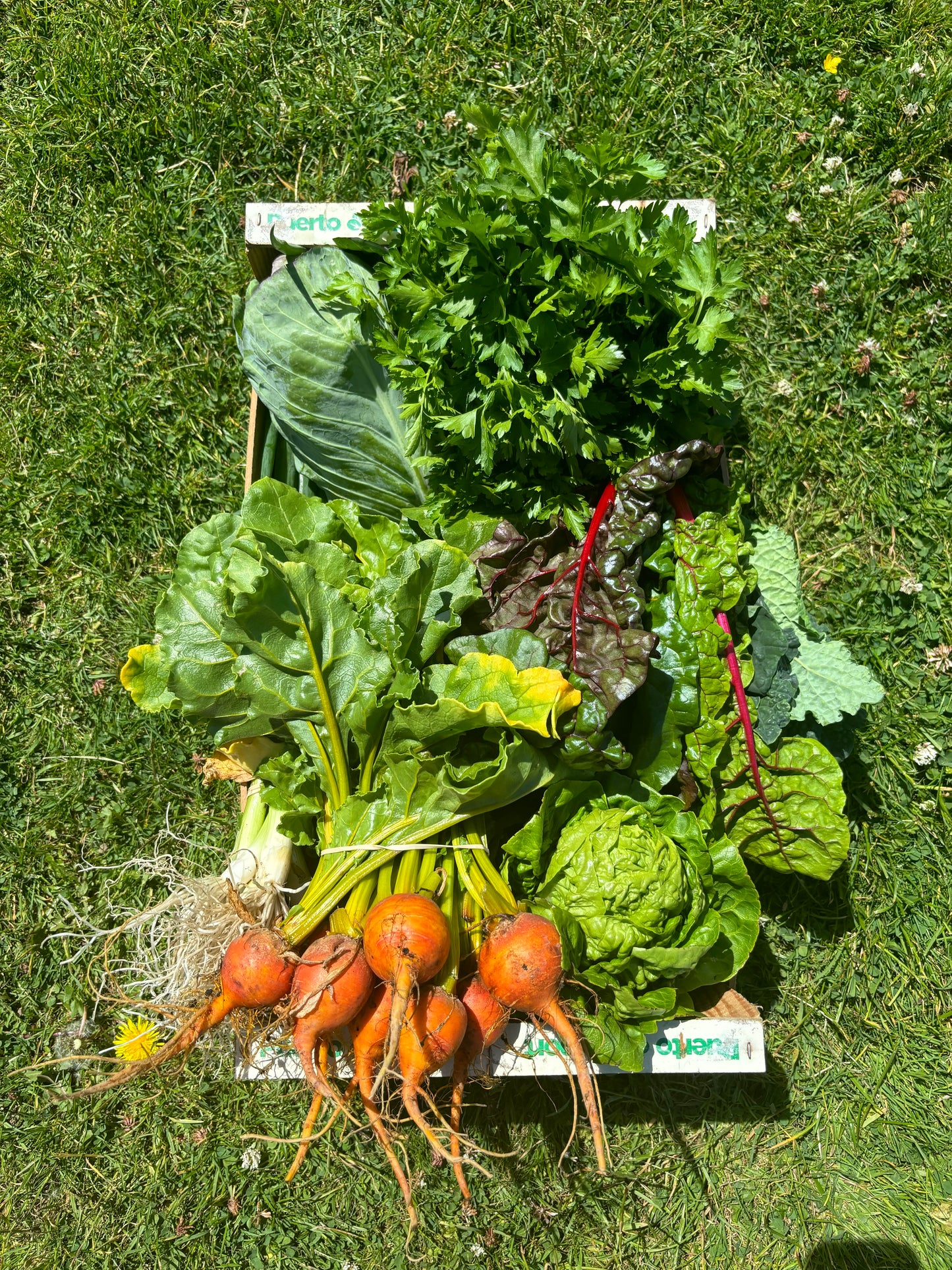 Summer CSA Veg Box - Large (12 weeks)