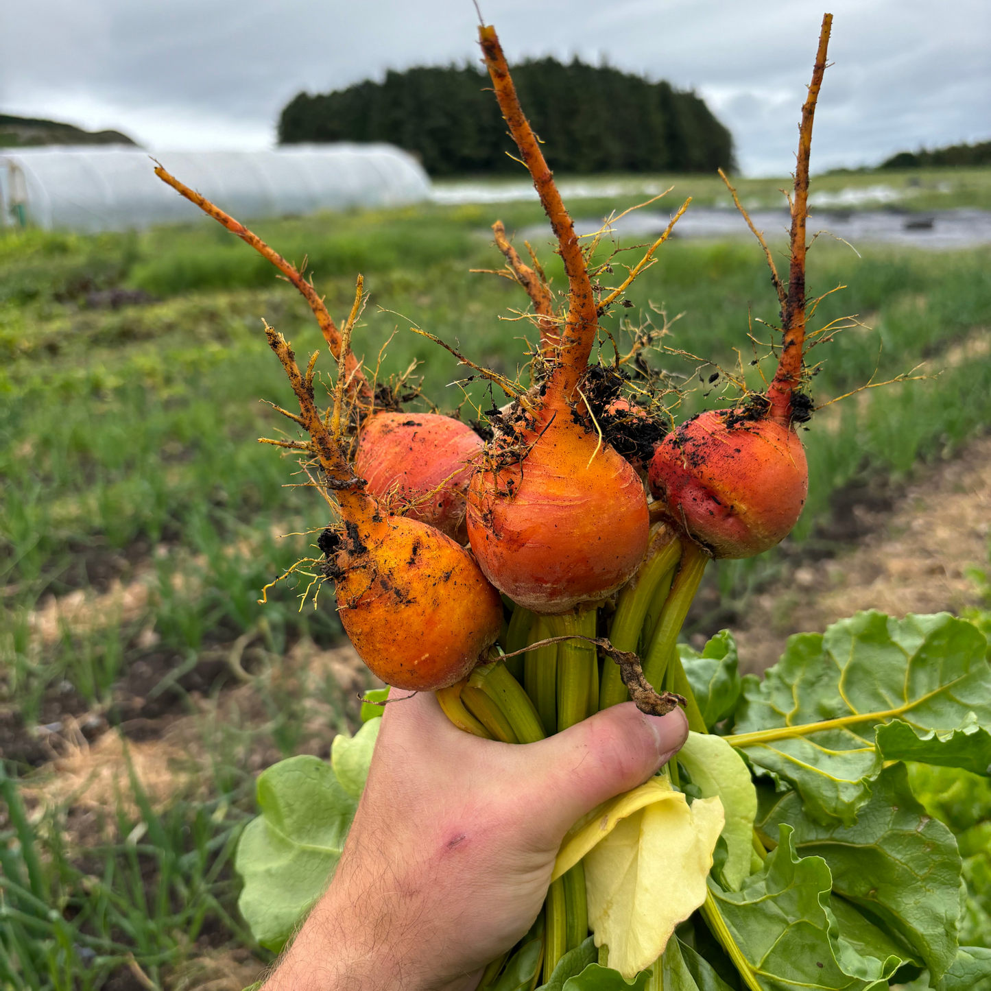 Summer CSA Veg Box - Large (12 weeks)