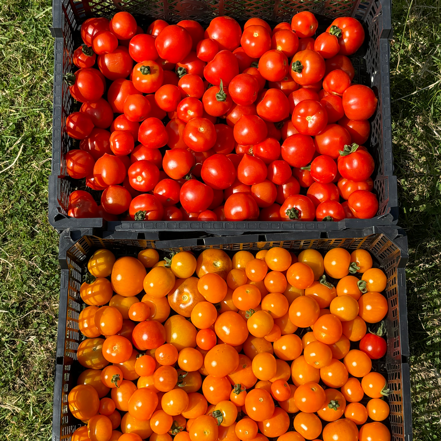 Summer CSA Veg Box - Large (12 weeks)