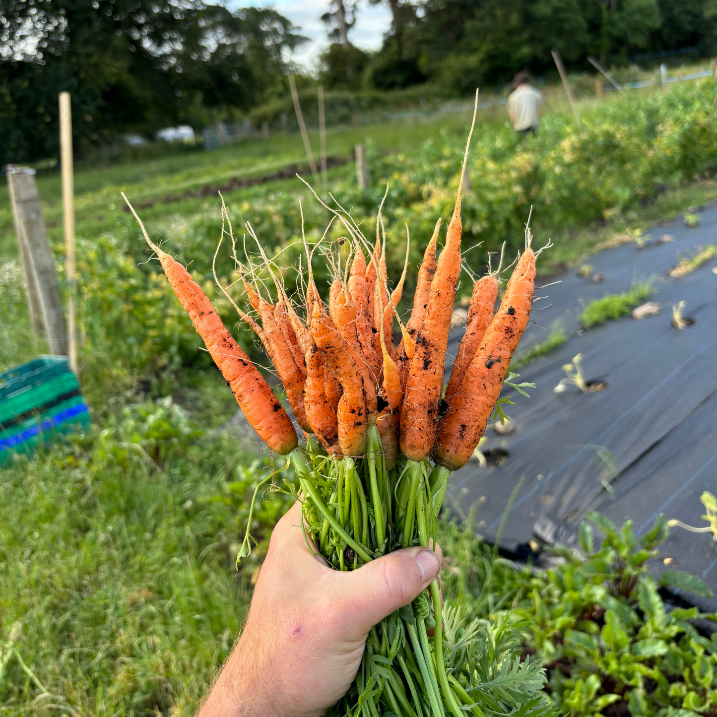 Summer CSA Veg Box - Large (12 weeks)