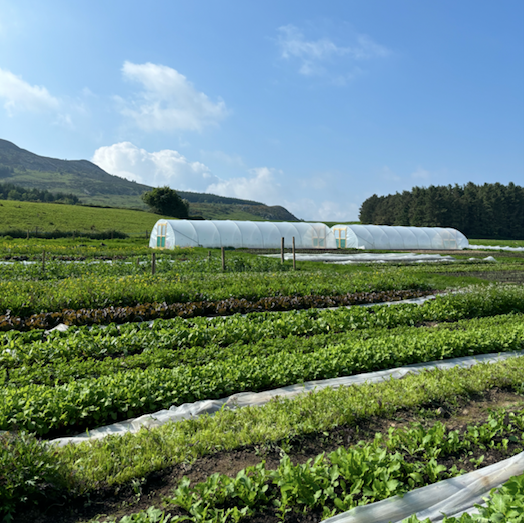 Csa Veg Boxes Abercorn Farm